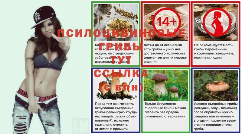 хочу   Бронницы  Галлюциногенные грибы Psilocybe 